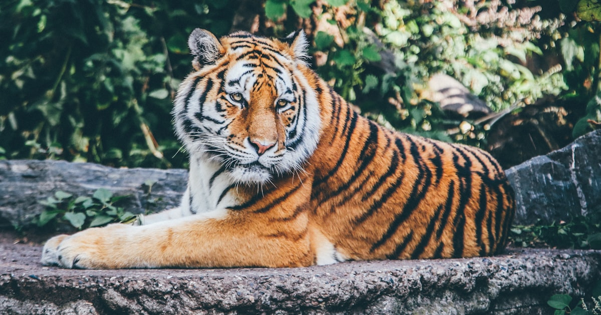 Embrace Wellness with Tiger Spirit